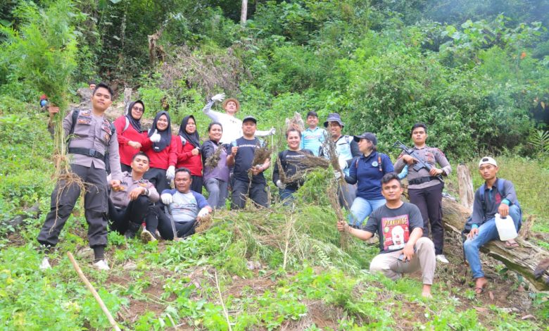 Timsus Narkoba Polda Polda Sumut dan Polres Madina Musnahkan Ladang Ganja di Bukit Tor Sihite
